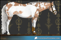 Horse Color:Silver Bay Dun Splash Frame Appaloosa Rabicano