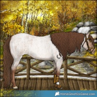 Horse Color:Brown Roan Pearl Dun Brindle 