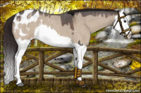 Horse Color:Bay Roan Dun Splash Varnish 