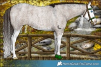 Horse Color:Liver Red Dun Roan Splash