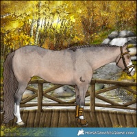 Horse Color:Bay Dun Varnish 