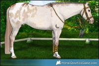 Horse Color:Red Dun Appaloosa 