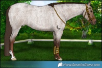 Horse Color:Liver Red Dun Roan 