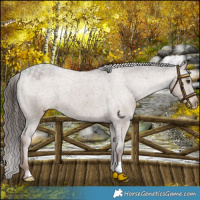 Horse Color:Liver Red Dun Appaloosa 