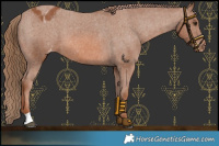 Horse Color:Chestnut Appaloosa 