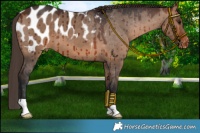 Horse Color:Bay Dun Blanket Brindle 