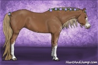 Horse Color:Chestnut Sabino 