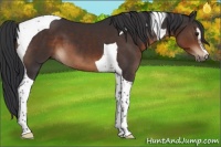 Horse Color:Brown Sabino Tobiano 