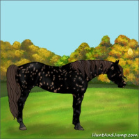Horse Color:Void Bay Dun Appaloosa 