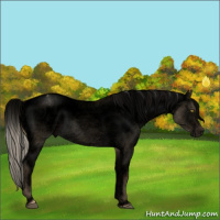 Horse Color:Void Chocolate Palomino Dun Appaloosa Rabicano