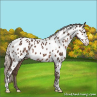 Horse Color:Silver Black Appaloosa 
