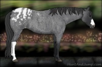Horse Color:Blue Roan Appaloosa 
