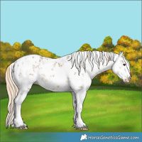 Horse Color:White Spotted Chocolate Palomino Mushroom Sabino Rabicano