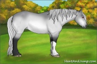 Horse Color:Silver Bay Chinchilla 