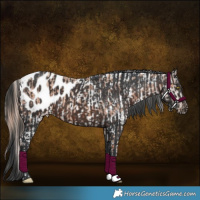 Horse Color:Gold Champagne Roan Appaloosa Rabicano  and Brown Appaloosa