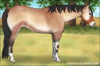 Horse Color:Bay Roan Onyx