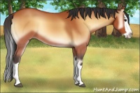 Horse Color:Bay Onyx Splash 