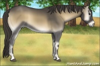 Horse Color:Smoky Blue Onyx