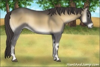 Horse Color:Smoky Blue Onyx