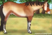 Horse Color:Bay Onyx Appaloosa 