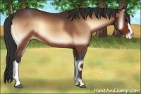 Horse Color:Brown Onyx Varnish 