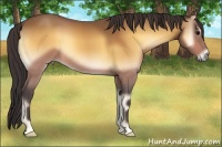 Horse Color:Buckskin Onyx