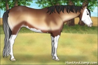Horse Color:Bay Onyx Splash