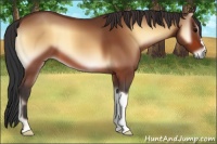 Horse Color:Bay Onyx 