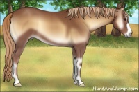 Horse Color:Red Onyx