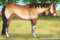 Horse Color:Bay Onyx 