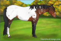 Horse Color:Brown Near Fewspot