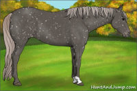 Horse Color:Silver Black Snowflake Varnish
