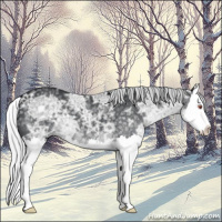 Horse Color:Silver Black Chinchilla Ice Splash 