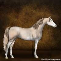 Horse Color:Gold Champagne Pearl Rabicano and Gold Champagne Pearl Splash Rabicano