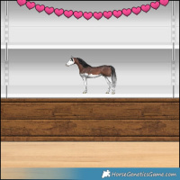 Horse Color:Bay Splash 