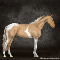 Horse Color:Palomino Roan Tobiano