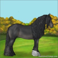Horse Color:Black 