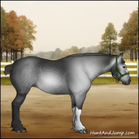 Horse Color:Gray Liver Chestnut Rabicano 