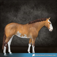Horse Color:White Spotted Chocolate Buckskin 