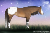 Horse Color:Buckskin Sabino Splash Snowcap 