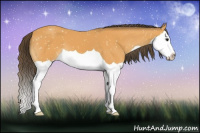 Horse Color:Buckskin Splash Appaloosa 