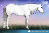 Horse Color:Bay Dun Splash Appaloosa Rabicano 