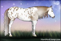 Horse Color:Gray Chocolate Palomino Dun Splash Appaloosa