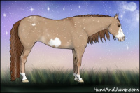 Horse Color:Red Dun Frame Appaloosa 