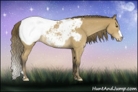 Horse Color:Buckskin Appaloosa Rabicano 