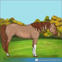 Horse Color:Red Dun Tobiano 