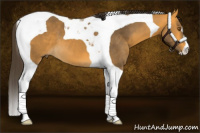 Horse Color:Buckskin Tobiano 