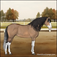 Horse Color:Bay Dun Splash 