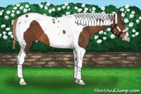 Horse Color:Liver Chestnut Tobiano 