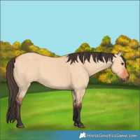 Horse Color:Bay Dun 